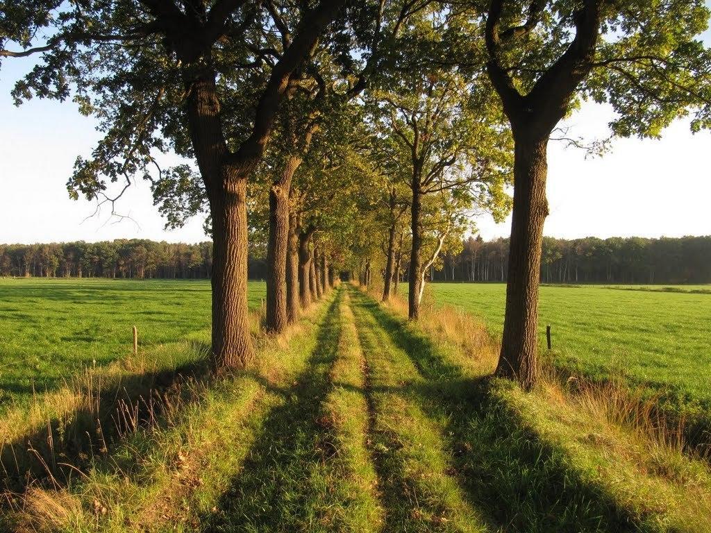 Stal Zwartschaap Lejlighed Stuifzand Værelse billede